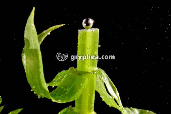 Photosynthèse et production d'O2 - Elodée exposée à la lumière avec émission de bulles de dioxygène - gryphea.com